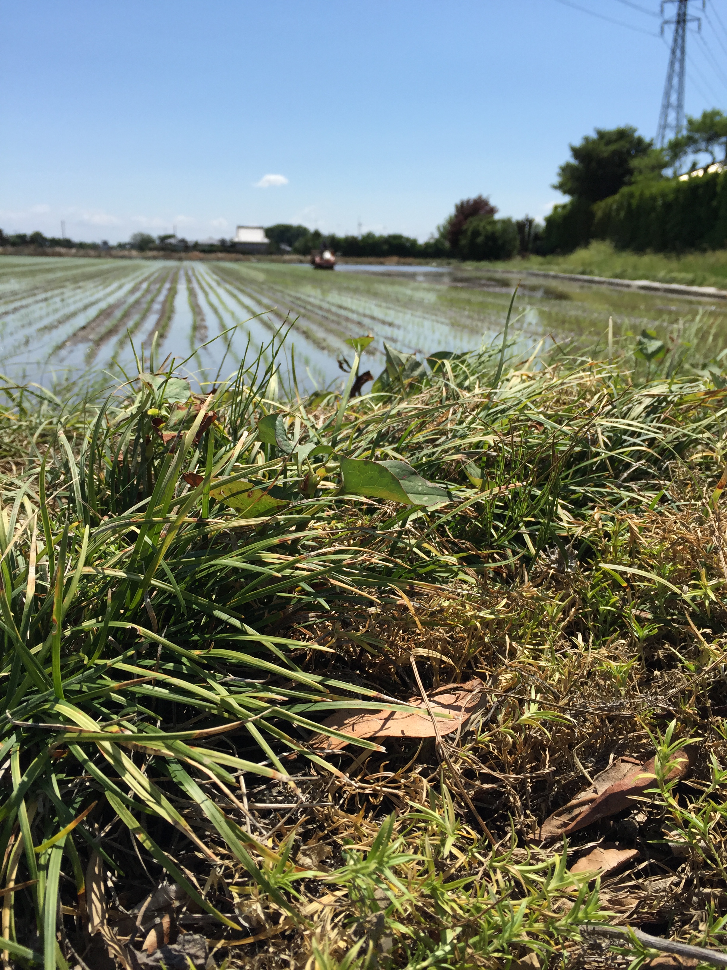 2015 田植え